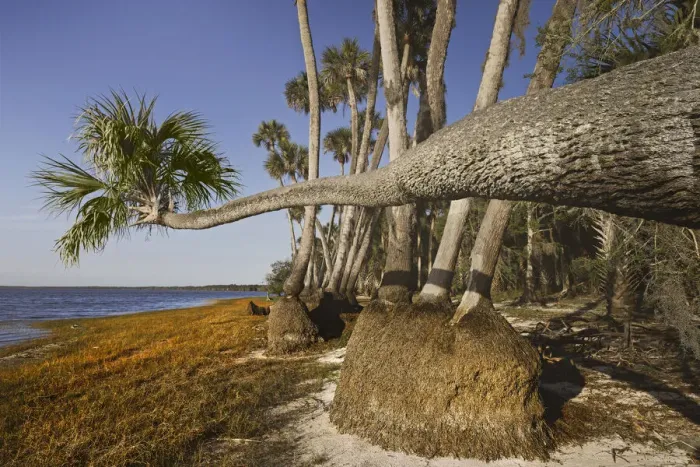 Framed Print : Sable palm tree along shoreline of Harney Lake at sunset, Florida Framed Print : Sable palm tree along shoreline of Harney Lake at sunset, Florida