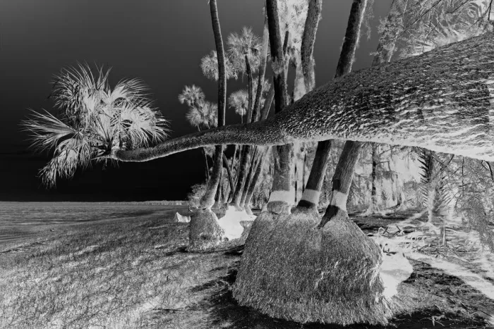 Framed Print : Sable palm tree along shoreline of Harney Lake at sunset, Florida Framed Print : Sable palm tree along shoreline of Harney Lake at sunset, Florida