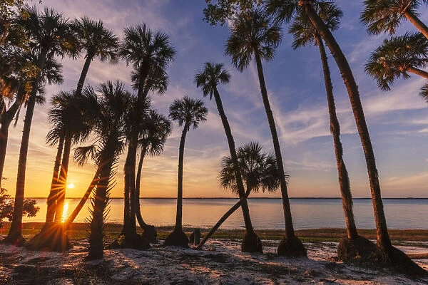 Sable palm tree silhouetted along shoreline of Harney Lake at sunset, Florida