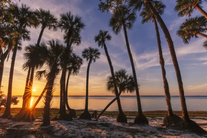 Framed Print : Sable palm tree silhouetted along shoreline of Harney Lake at sunset, Florida