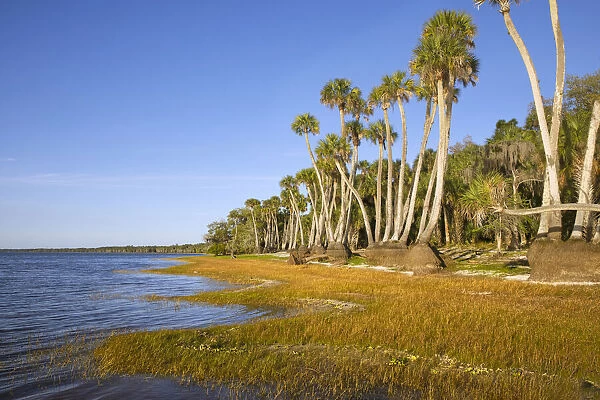 Sable palm tree trunks along shoreline of Harney Lake at sunset, Florida