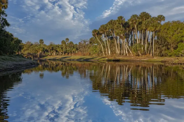 Framed Print : Sable palms reflected on the Econlockhatchee River, a blackwater tributary of the St. Johns River, near Orlando, Florida Framed Print : Sable palms reflected on the Econlockhatchee River, a blackwater tributary of the St. Johns River, near Orlando, Florida