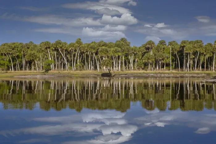 Framed Print : Sable palms reflected on the Econlockhatchee River, a blackwater tributary of the St. Johns River, near Orlando, Florida