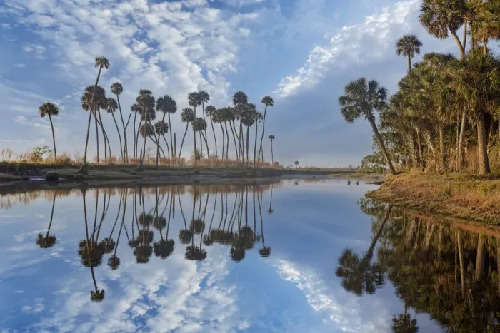 Framed Print : Sable palms reflected on the Econlockhatchee River, a blackwater tributary of the St. Johns River, near Orlando, Florida Framed Print : Sable palms reflected on the Econlockhatchee River, a blackwater tributary of the St. Johns River, near Orlando, Florida