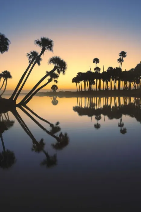 Framed Print : Sable palms silhouetted at sunrise on the Econlockhatchee River, a blackwater tributary of the St. Johns River, near Orlando, Florida Framed Print : Sable palms silhouetted at sunrise on the Econlockhatchee River, a blackwater tributary of the St. Johns River, near Orlando, Florida