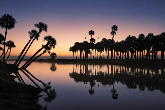 Framed Print : Sable palms silhouetted at sunrise on the Econlockhatchee River, a blackwater tributary of the St. Johns River, near Orlando, Florida Framed Print : Sable palms silhouetted at sunrise on the Econlockhatchee River, a blackwater tributary of the St. Johns River, near Orlando, Florida