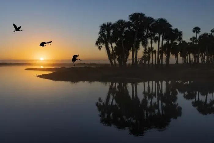Framed Print : Sable palms silhouetted at sunrise on the Econlockhatchee River, a blackwater tributary of the St. Johns River, near Orlando, Florida Framed Print : Sable palms silhouetted at sunrise on the Econlockhatchee River, a blackwater tributary of the St. Johns River, near Orlando, Florida