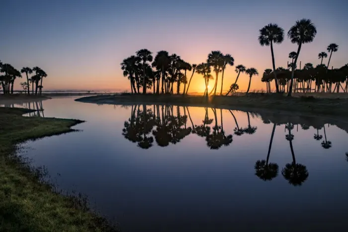Framed Print : Sable palms silhouetted at sunrise on the Econlockhatchee River, a blackwater tributary of the St. Johns River, near Orlando, Florida Framed Print : Sable palms silhouetted at sunrise on the Econlockhatchee River, a blackwater tributary of the St. Johns River, near Orlando, Florida