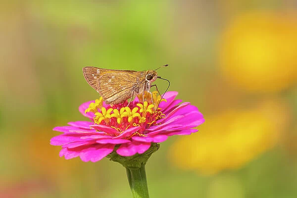 Sachem skipper female on Zinnia, Marion County, Illinois. (Editorial Use Only)