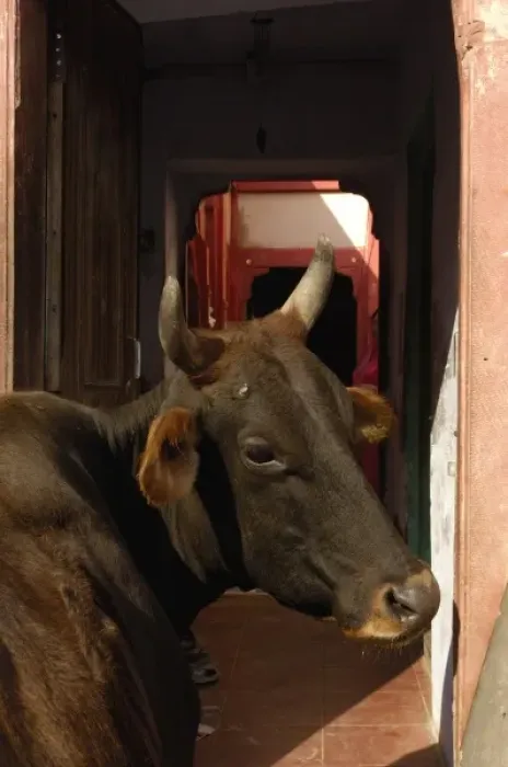 Framed Print : Sacred cow near a Havelis of Bikaner, Rajasthan, INDIA Framed Print : Sacred cow near a Havelis of Bikaner, Rajasthan, INDIA