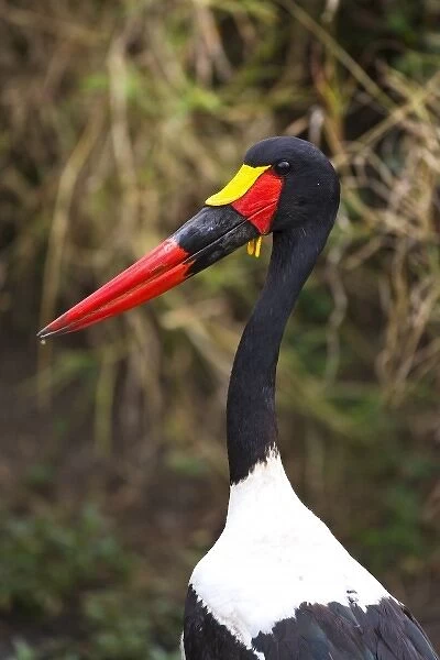 A Saddle-backed Stork standing in still water in the Msai Mara. (RF)