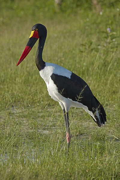 Saddle-billed Stork (Ephippiorhynchus senegalensis), Moremi Game Reserve, Botswana