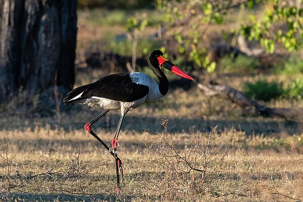 A saddle-billed stork, Ephippiorhynchus senegalensis, walking. Moremi Game Reserve, Okavango Delta, Botswana