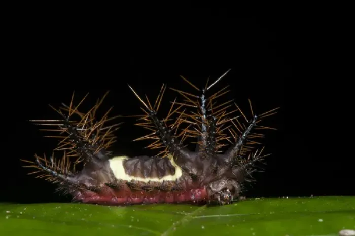 Framed Print : Saddleback Moth Caterpillar (Acharia sp. fam. Limacodidae), Yasuni National Park Framed Print : Saddleback Moth Caterpillar (Acharia sp. fam. Limacodidae), Yasuni National Park