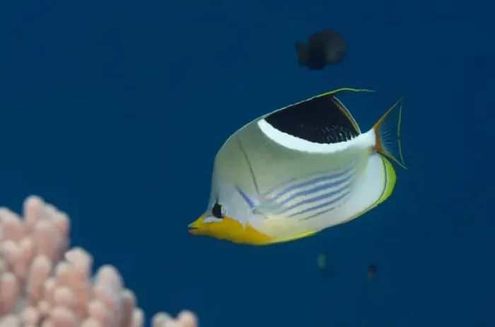 Framed Print : Saddled Butterflyfish (Chaetodon ephippium), Rainbow Reef, Fiji. South Pacific