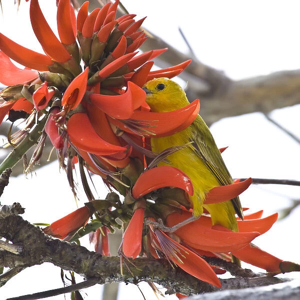 A Saffron Finch in an Indian Coral Tree on the big Island of Hawaii