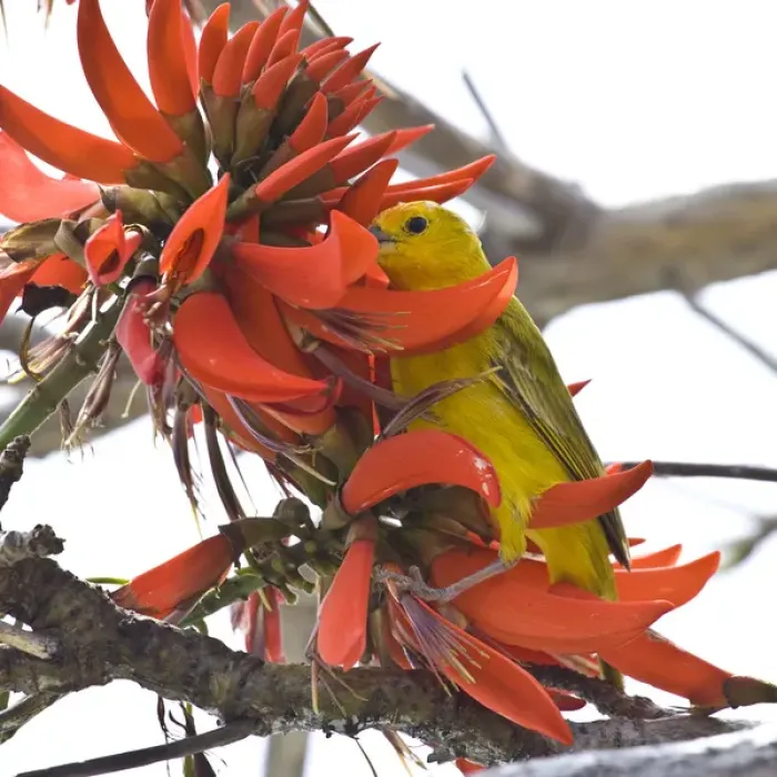 Framed Print : A Saffron Finch in an Indian Coral Tree on the big Island of Hawaii