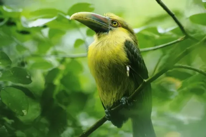 Framed Print : Saffron Toucanet, (Baillonius bailloni), Atlantic Forest, Itatiaia National Park, southeast Brazil
