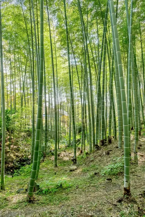 Framed Print : Sagano Bamboo Forest, Arashiyama, Kyoto, Japan Framed Print : Sagano Bamboo Forest, Arashiyama, Kyoto, Japan