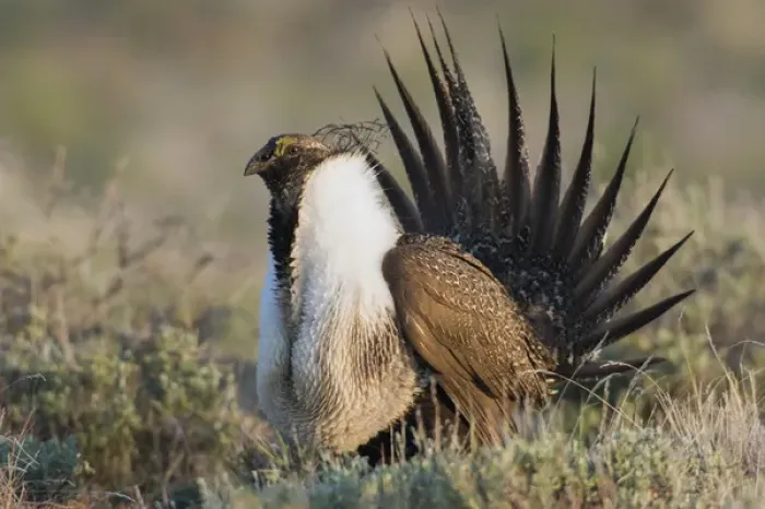 Framed Print : Sage Grouse; Courtship Display Framed Print : Sage Grouse; Courtship Display