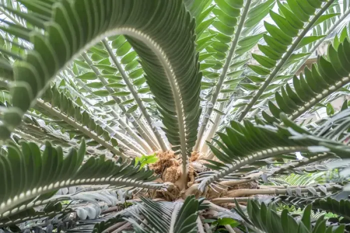 Framed Print : Sago-Palm, USA Framed Print : Sago-Palm, USA