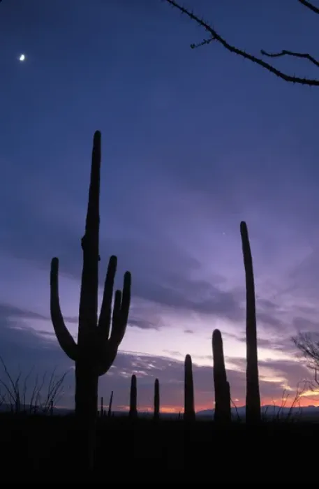 Framed Print : saguaro cacti, Carnegiea gigantea, after sunset in Saguaro National Park, Arizona Framed Print : saguaro cacti, Carnegiea gigantea, after sunset in Saguaro National Park, Arizona