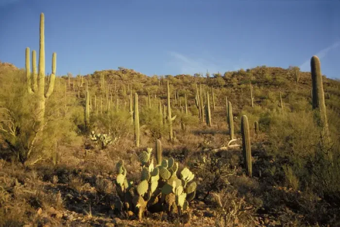 Framed Print : saguaro cacti, Carnegiea gigantea, and prickly pear, in Saguaro National Park, Arizona Framed Print : saguaro cacti, Carnegiea gigantea, and prickly pear, in Saguaro National Park, Arizona
