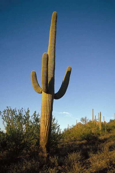 saguaro cacti, Carnegiea gigantea, in Saguaro National Park, Arizona
