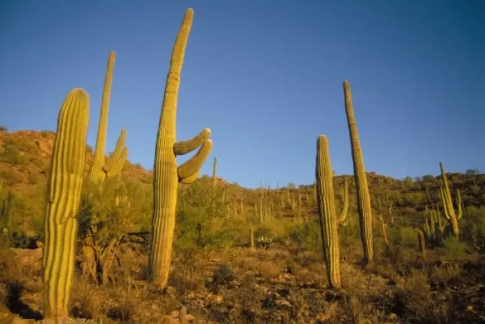 Framed Print : saguaro cacti, Carnegiea gigantea, and prickly pear, in Saguaro National Park, Arizona Framed Print : saguaro cacti, Carnegiea gigantea, and prickly pear, in Saguaro National Park, Arizona