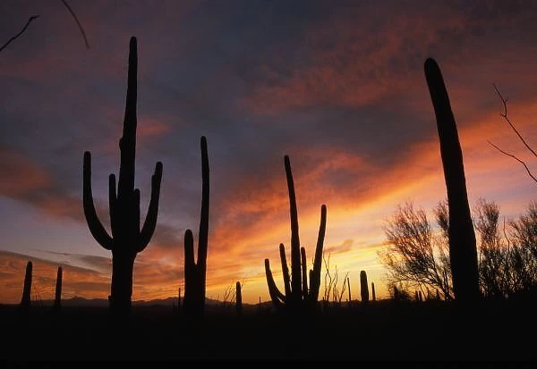 saguaro cacti, Carnegiea gigantea, after sunset in Saguaro National Park, Arizona