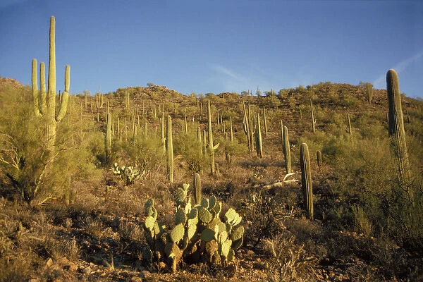 saguaro cacti, Carnegiea gigantea, and prickly pear, in Saguaro National Park, Arizona