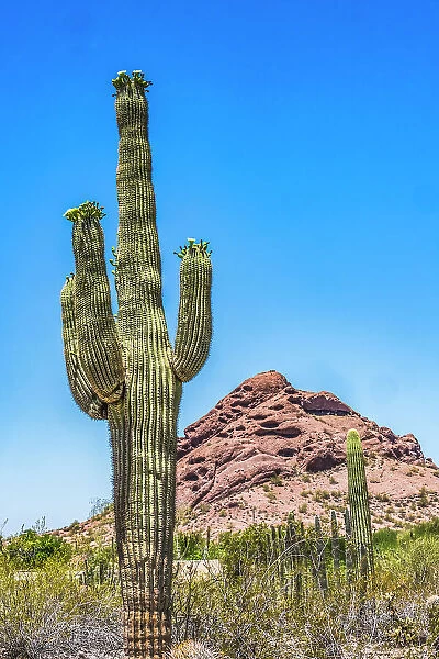 Saguaro cactus blooming, Brown Mountain, Desert Botanical Garden, Phoenix, Arizona