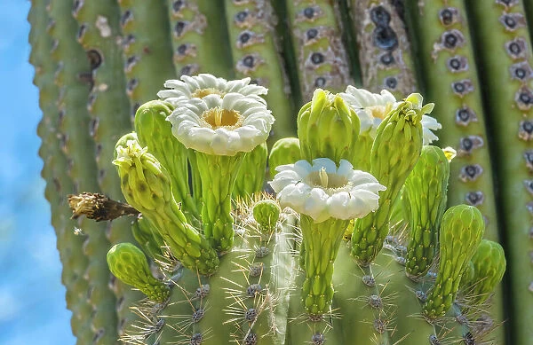 Saguaro cactus blooming, Desert Botanical Garden, Phoenix, Arizona