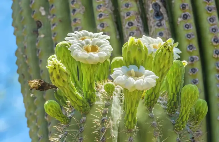 Framed Print : Saguaro cactus blooming, Desert Botanical Garden, Phoenix, Arizona Framed Print : Saguaro cactus blooming, Desert Botanical Garden, Phoenix, Arizona