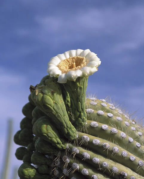 Saguaro cactus blossom at the tip of a long arm, Saguaro National Park, Tucson, Arizona