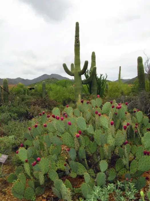 Framed Print : Saguaro Cactus (Carnegiea gigantea)