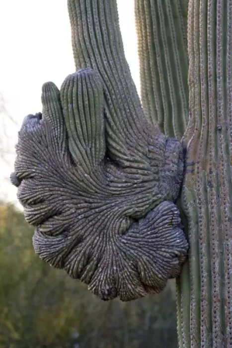 Framed Print : Saguaro Cactus, Carnegiea gigantea, Unique Patterned Growth, Sonoran Desert, Desert