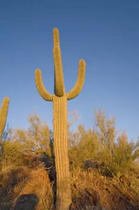 Framed Print : Saguaro cactus, Carnegiea gigantea, at sunset, Signal Hill trail, Saguaro National Park (west) Framed Print : Saguaro cactus, Carnegiea gigantea, at sunset, Signal Hill trail, Saguaro National Park (west)