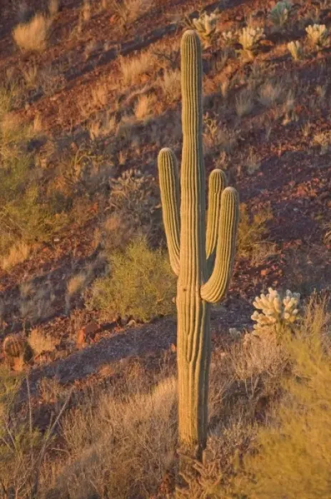Framed Print : Saguaro cactus, Carnegiea gigantea, at sunset, Signal Hill trail, Saguaro National Park (west) Framed Print : Saguaro cactus, Carnegiea gigantea, at sunset, Signal Hill trail, Saguaro National Park (west)