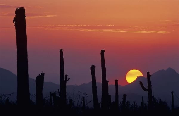 Saguaro Cactus (Carnegiea gigantea), Sunset, Saguaro National Park, Tuscon, Arizona, USA