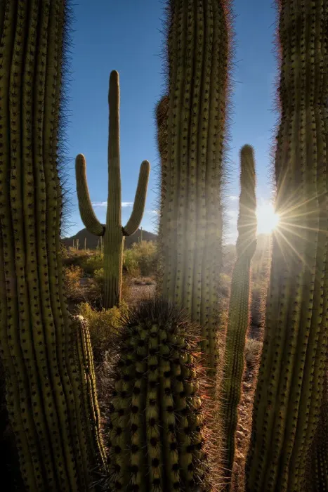 Framed Print : A saguaro cactus creates a window to the desert in Organ Pipe Cactus National Monument Framed Print : A saguaro cactus creates a window to the desert in Organ Pipe Cactus National Monument