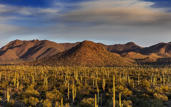Saguaro cactus dominate the landscape at Saguaro National Park in Tucson, Arizona, USA