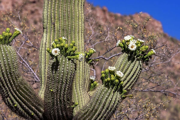 Saguaro cactus flowering in Saguaro National Park in Tucson, Arizona, USA