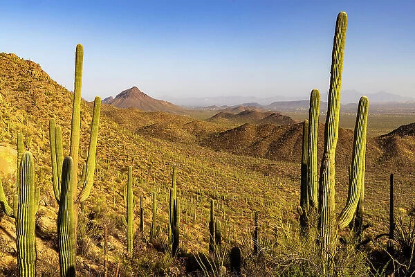 Saguaro Cactus along the Hugh Norris Trail in Saguaro National Park in Tucson, Arizona, USA