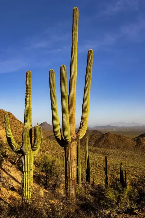 Framed Print : Saguaro Cactus along the Hugh Norris Trail in Saguaro National Park in Tucson, Arizona, USA Framed Print : Saguaro Cactus along the Hugh Norris Trail in Saguaro National Park in Tucson, Arizona, USA