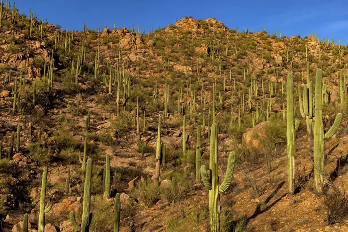 Framed Print : Saguaro Cactus along the Hugh Norris Trail in Saguaro National Park in Tucson, Arizona, USA Framed Print : Saguaro Cactus along the Hugh Norris Trail in Saguaro National Park in Tucson, Arizona, USA