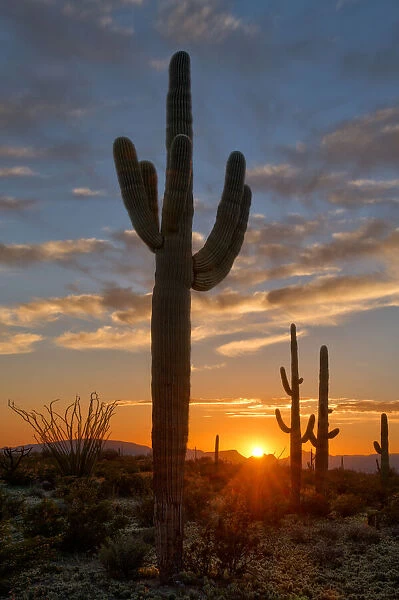 Saguaro cactus in the lower Sonoran desert in southern Arizona