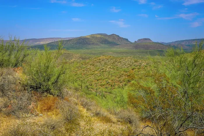 Framed Print : Saguaro cactus and other plants suited for extremely dry conditions typify the Sonoran desert