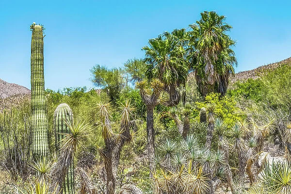Saguaro cactus, Saguaro National Park Sonoran Desert, Tucson, Arizona. USA