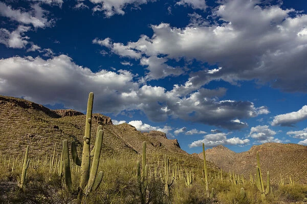 Saguaro Cactus in the Santa Catalina Mountains in Coronado National Forest in Tucson
